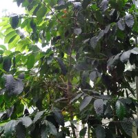Caffè varietà Robusta (Coffea canephora) semi