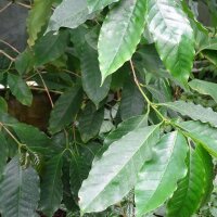 Caffè varietà Robusta (Coffea canephora)