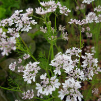 Coriandolo (Coriandrum sativum) semi