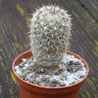 Cactus Doña Ana (Coryphantha ramillosa) semi