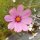 Cosmea (Cosmos bipinnatus) semi