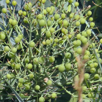 Cavolo marino (Crambe maritima) semi