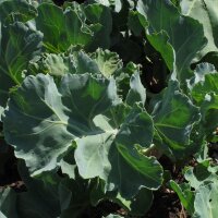 Cavolo marino (Crambe maritima) semi