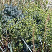 Cavolo marino (Crambe maritima) semi