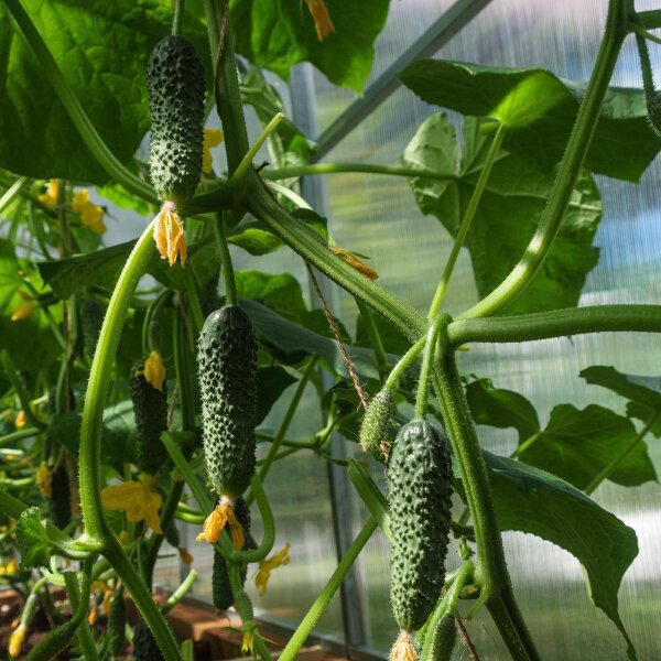 Cetriolino Cornichon (Cucumis sativus) semi