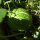Zucca siamese (Cucurbita ficifolia) semi
