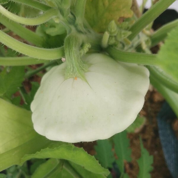 Zucca Pâtisson (Cucurbita pepo) semi