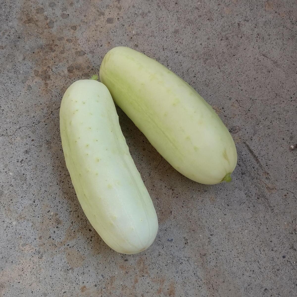 Semi Di Cetriolo Paska F1 – Cucumis Sativus Per Serra – SPERLI 80884