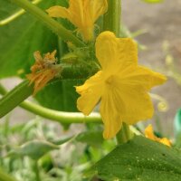 Cetriolo bianco White Wonder (Cucumis sativus) semi