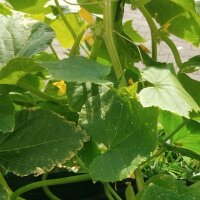 Cetriolo bianco White Wonder (Cucumis sativus) semi