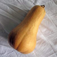 Zucca Waltham Butternut (Cucurbita moschata) semi