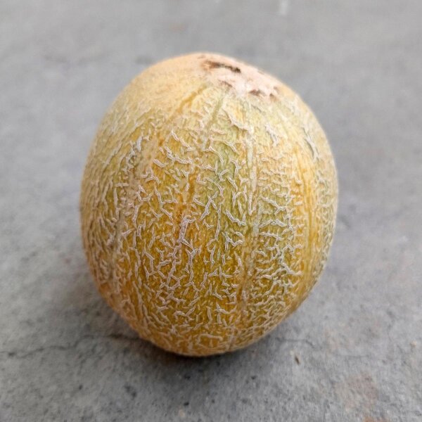 Melone Blenheim Orange (Cucumis melo) semi