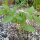 Caigua (Cyclanthera pedata) semi
