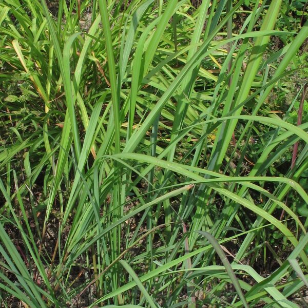 Citronella (Cymbopogon flexuosus) semi