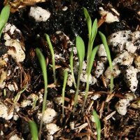 Citronella (Cymbopogon flexuosus) semi