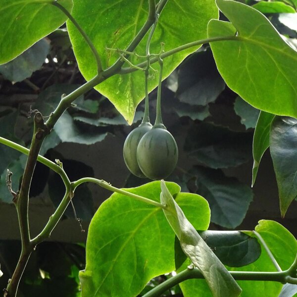 Tamarillo / Albero del pomodoro (Solanum betaceum) semi