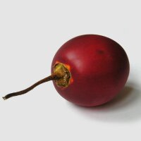 Tamarillo / Albero del pomodoro (Solanum betaceum) semi
