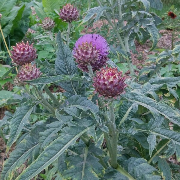 Cardo (Cynara cardunculus) semi