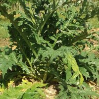 Cardo (Cynara cardunculus) semi