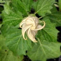 Tromba del Diavolo (Datura metel) semi