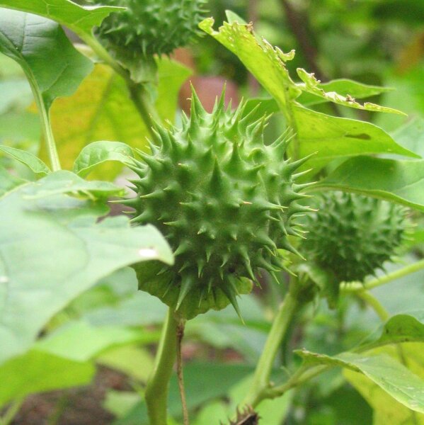 Stramonio comune (Datura stramonium) semi