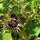 Stramonio comune (Datura stramonium) semi