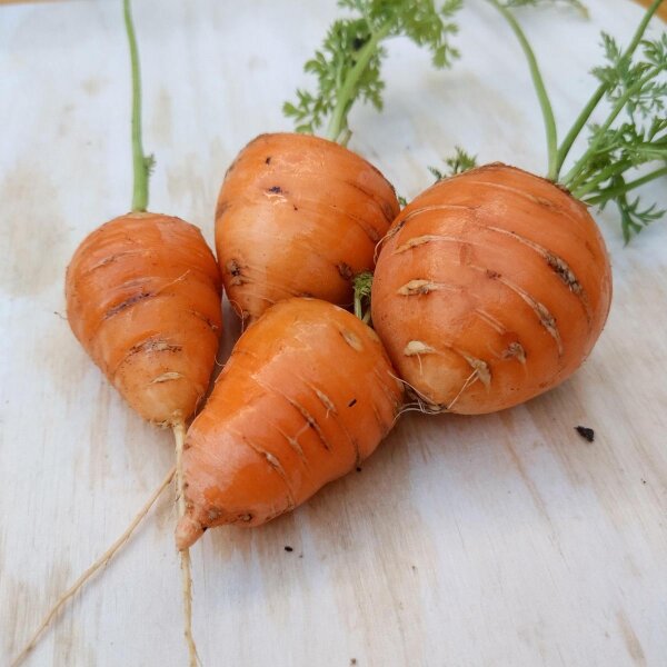 Carota Guérande Oxheart (Daucus carota) semi