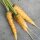Carota gialla Jaune Du Doubs (Daucus carota) semi