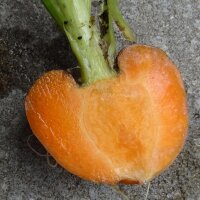 Carota tonda di Parigi (Daucus carota)