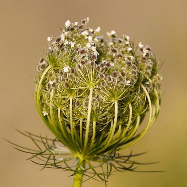 Carota selvatica (Daucus carota ssp. carota) semi