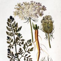 Carota selvatica (Daucus carota ssp. carota) semi