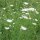 Carota selvatica (Daucus carota ssp. carota) semi