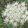 Carota selvatica (Daucus carota ssp. carota) semi