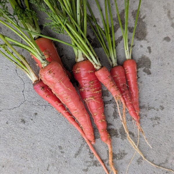 Carota rossa giapponese Kintoki (Daucus carota) semi