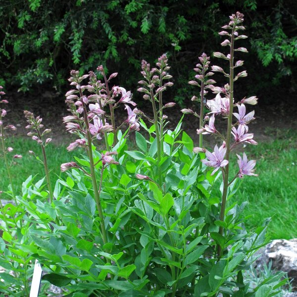 Dittamo (Dictamnus albus) semi