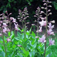 Dittamo (Dictamnus albus) semi