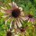 Echinacea (Echinacea angustifolia) semi