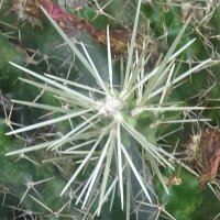 Cactus Hikuri (Echinocereus triglochidiatus) semi