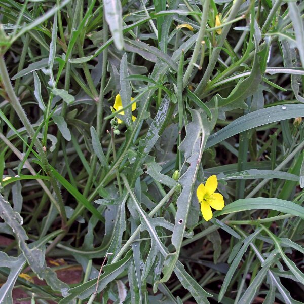 Rucola selvatica (Diplotaxis muralis) semi