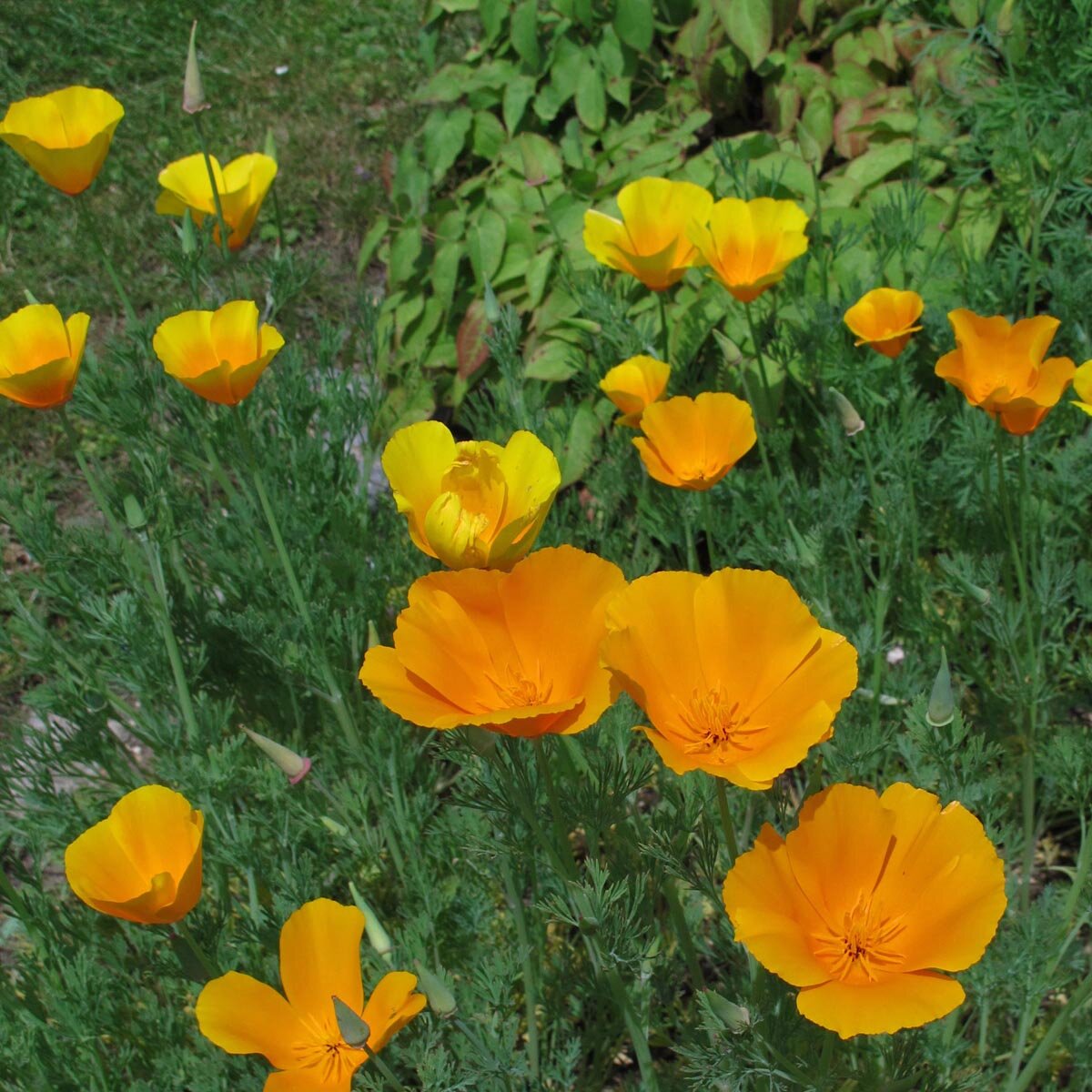 Semi Di Papavero Californiano Eschscholzia Californica - Aurantiaca, Fiori Giallo-arancio, Pianta Perenne Facile Da Coltivare