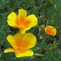 Papavero della California (Eschscholzia californica) semi