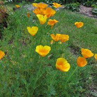 Papavero della California (Eschscholzia californica) semi
