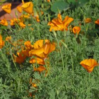 Papavero della California (Eschscholzia californica) semi
