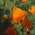Papavero della California (Eschscholzia californica) semi