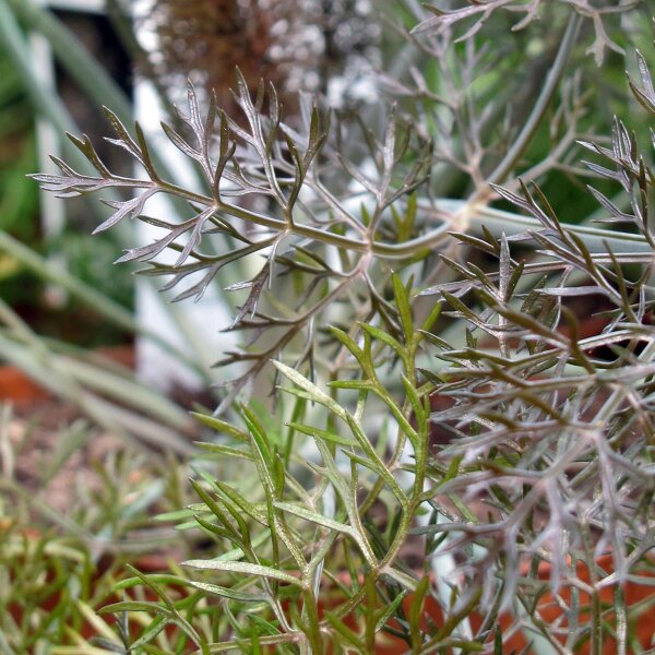 Finocchio di bronzo Purpureum (Foeniculum vulgare) semi