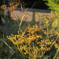 Finocchio di bronzo Purpureum (Foeniculum vulgare) semi