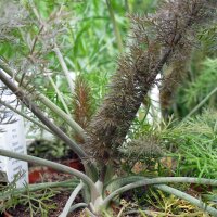 Finocchio di bronzo Purpureum (Foeniculum vulgare) semi