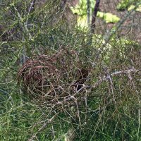 Finocchio di bronzo Purpureum (Foeniculum vulgare) semi