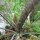 Finocchio di bronzo Purpureum (Foeniculum vulgare) semi
