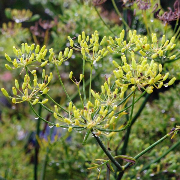 Finocchio dolce (Foeniculum vulgare dulce) semi